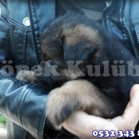 Alman Çoban Köpeği, Köpek  Alman Çoban Köpeği 05323438041 fotoğrafı