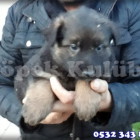 Alman Çoban Köpeği, Köpek  Alman Çoban Köpeği 05323438041 fotoğrafı