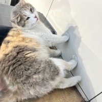 Sarman, Kedi  Boncuk fotoğrafı