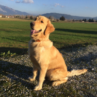 Golden Retriever, Köpek  Tütün fotoğrafı