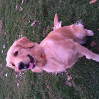 Golden Retriever, Köpek  Tütün fotoğrafı