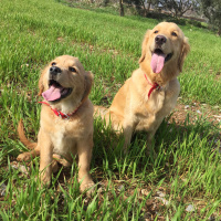 Golden Retriever, Köpek  Tütün fotoğrafı