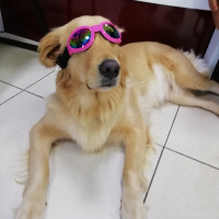 Golden Retriever, Köpek  Tütün fotoğrafı