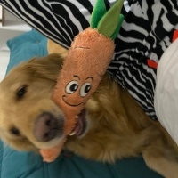 Golden Retriever, Köpek  Tütün fotoğrafı