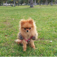 Pomeranyalı, Köpek  Gofret fotoğrafı