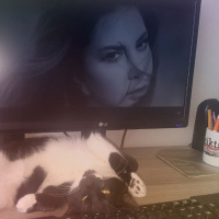 Tuxedo (Smokin) Kedi, Kedi  Talis fotoğrafı