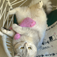 British Shorthair, Kedi  Kül fotoğrafı