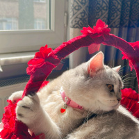 British Shorthair, Kedi  Kül fotoğrafı