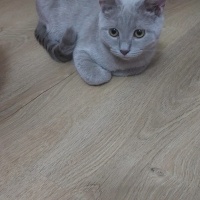 British Shorthair, Kedi  Oscar fotoğrafı