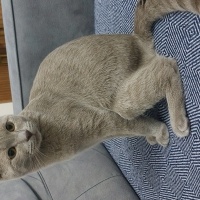 British Shorthair, Kedi  Oscar fotoğrafı