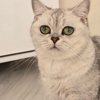 British Shorthair, Kedi  Hira fotoğrafı