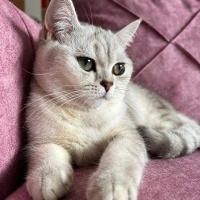 British Shorthair, Kedi  Hira fotoğrafı