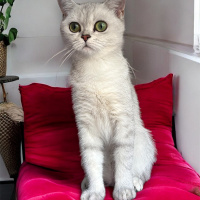 British Shorthair, Kedi  Hira fotoğrafı