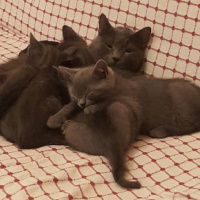 Mavi Rus, Kedi  Kedi fotoğrafı