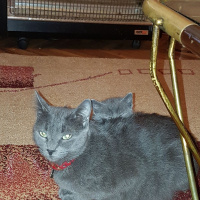 Mavi Rus, Kedi  Kedi fotoğrafı