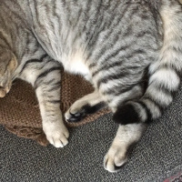 Tekir Kedi, Kedi  Lucky fotoğrafı