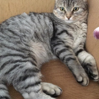 Tekir Kedi, Kedi  Lucky fotoğrafı