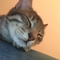 Tekir Kedi, Kedi  Gumball fotoğrafı