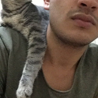 Tekir Kedi, Kedi  Gumball fotoğrafı