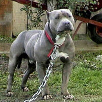 Amerikan Pitbull Terrier, Köpek  şampiyon fotoğrafı