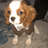 King Charles Spaniel, Köpek  Zeyna fotoğrafı