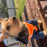 Yorkshire Terrier, Köpek  Wilma fotoğrafı