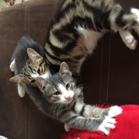 Tekir Kedi, Kedi  Chanel corç  fotoğrafı