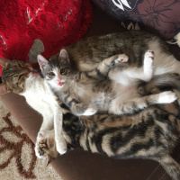 Tekir Kedi, Kedi  Chanel corç  fotoğrafı