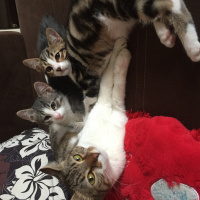 Tekir Kedi, Kedi  Chanel corç  fotoğrafı