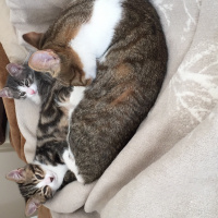 Tekir Kedi, Kedi  Chanel corç  fotoğrafı