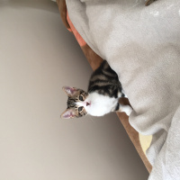 Tekir Kedi, Kedi  Chanel corç  fotoğrafı