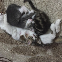 Tekir Kedi, Kedi  Chanel corç  fotoğrafı