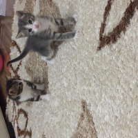 Tekir Kedi, Kedi  Chanel corç  fotoğrafı
