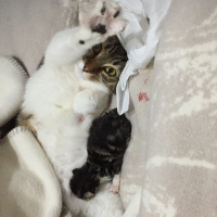 Tekir Kedi, Kedi  Chanel corç  fotoğrafı