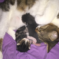 Tekir Kedi, Kedi  Chanel corç  fotoğrafı