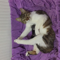 Tekir Kedi, Kedi  Chanel corç  fotoğrafı
