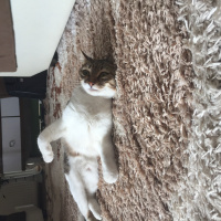 Tekir Kedi, Kedi  Chanel corç  fotoğrafı