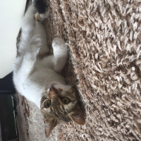 Tekir Kedi, Kedi  Chanel corç  fotoğrafı