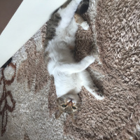 Tekir Kedi, Kedi  Chanel corç  fotoğrafı