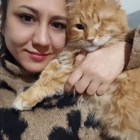 Sarman, Kedi  Korsi fotoğrafı