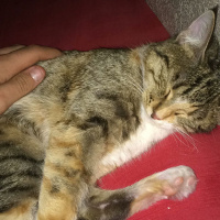 Tekir Kedi, Kedi  Yumak fotoğrafı