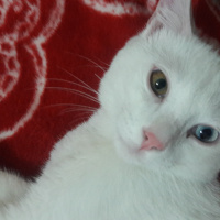 Van Kedisi, Kedi  Prens fotoğrafı
