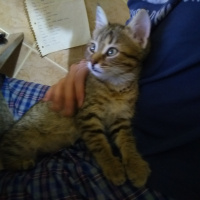 Tekir Kedi, Kedi  Sis fotoğrafı