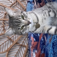 Tekir Kedi, Kedi  Yoyo fotoğrafı