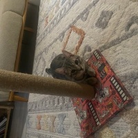 Tekir Kedi, Kedi  Yoyo fotoğrafı