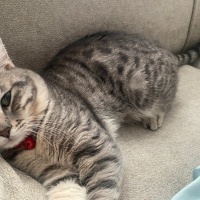 Tekir Kedi, Kedi  Yoyo fotoğrafı