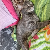 British Shorthair, Kedi  Ares fotoğrafı