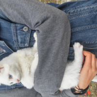Ankara Kedisi, Kedi  Beyaz fotoğrafı