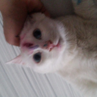 Ankara Kedisi, Kedi  Beyaz fotoğrafı