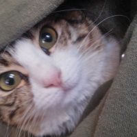 Ankara Kedisi, Kedi  Beyaz fotoğrafı
